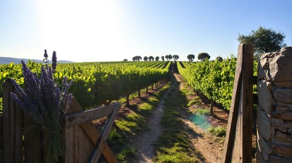 Les meilleures astuces pour explorer le vignoble à Châteauneuf du Pape